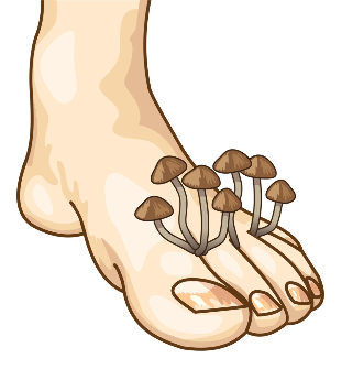 shenjat e kërpudhat